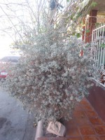 /album/luz-ambiente-5/en-la-tarde-jpg/